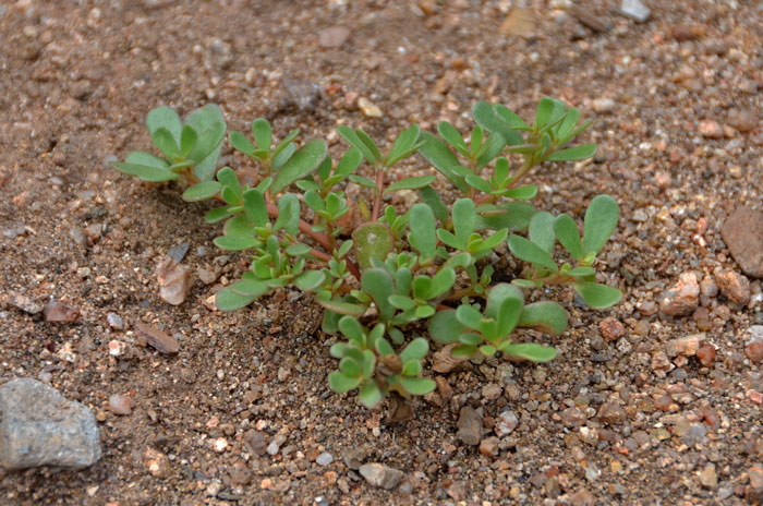 Portulaca oleracea, Common Purslane Portulaca oleracea, Common Purslane
